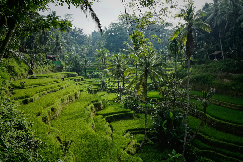 Terraced rice fields and palms in the hills north of the resort